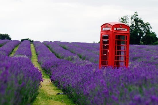 Place Mayfield Lavender Farm