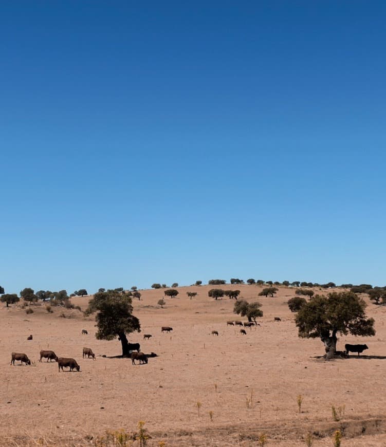 Place Alentejo