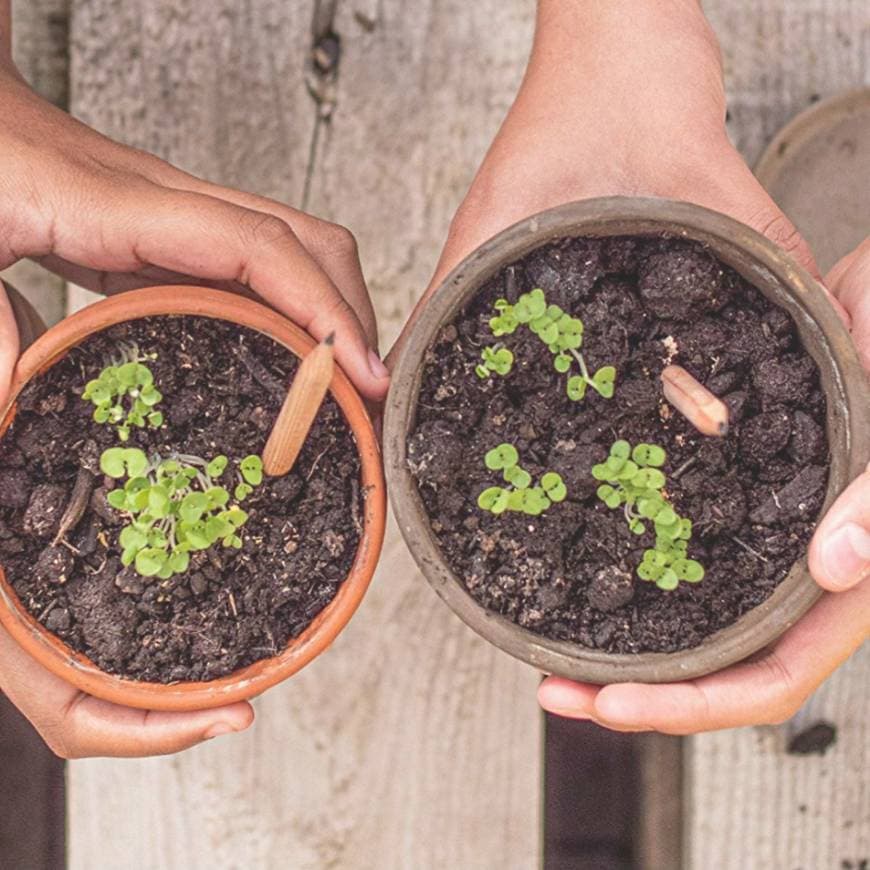 Producto Planta tu lápiz de grafito