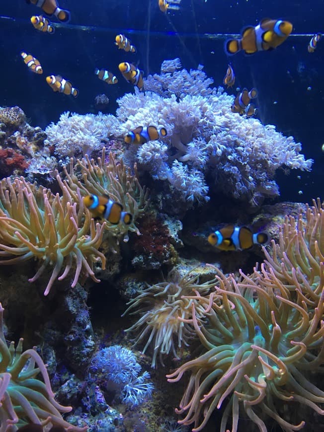 Lugar Aquarium de Barcelona Barcelona