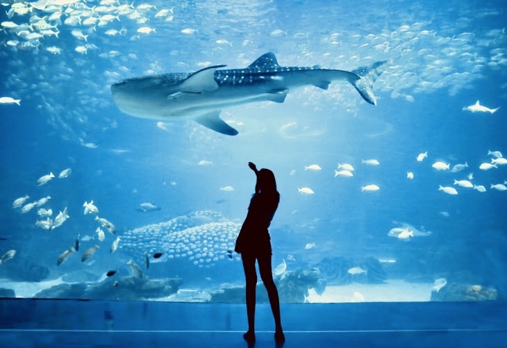 Lugar Oceanario de Lisboa