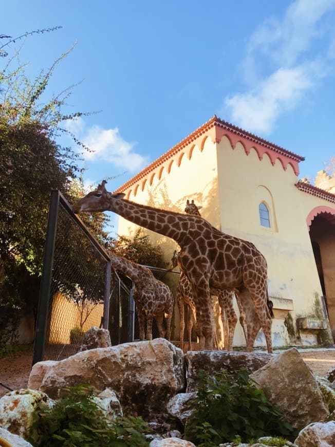 Lugar Jardim Zoológico de Lisboa