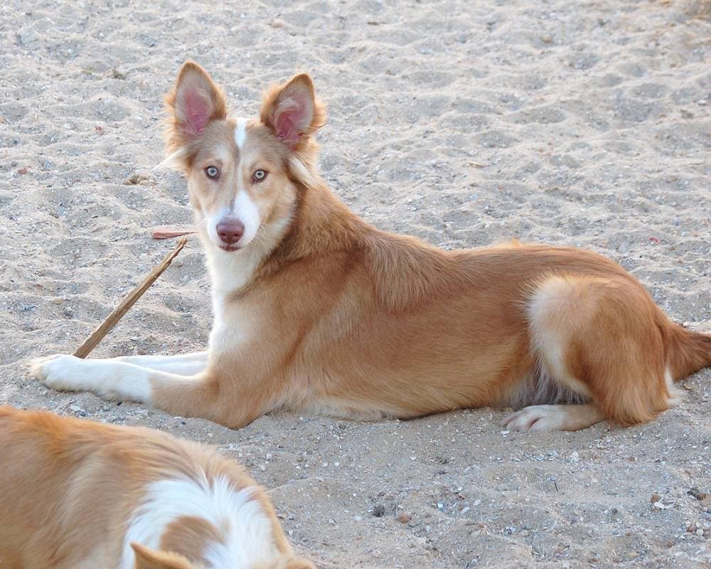 Moda Cão Barrocal Algarvio 🇵🇹