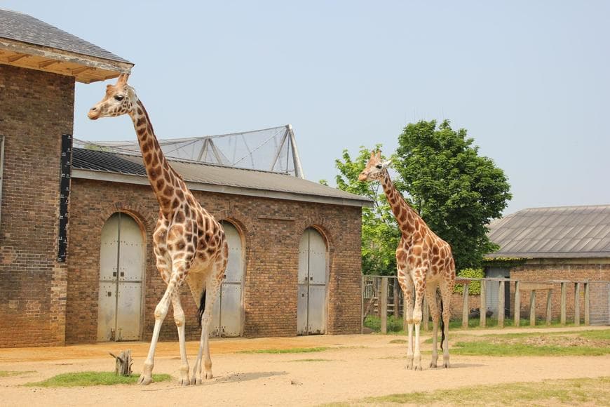 Lugar London Zoo