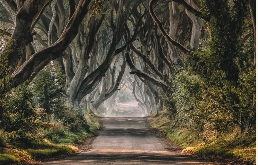 Place The Dark Hedges