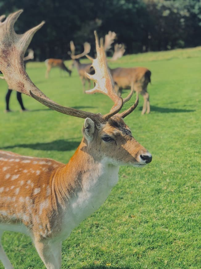 Place Phoenix Park