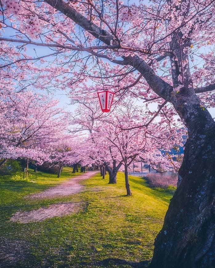 Place Sakura Season