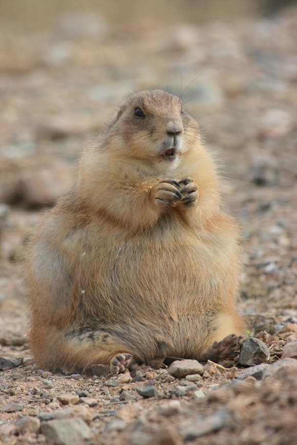 Moda Prairie Dog