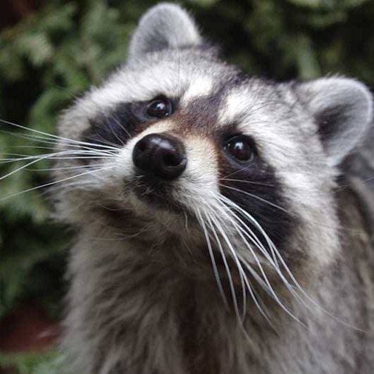 Moda Raccoon