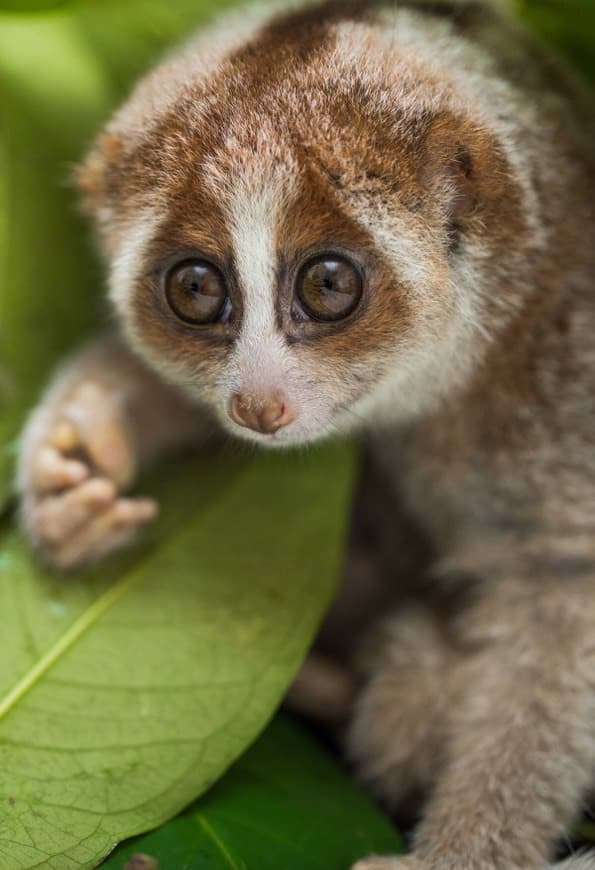 Moda Slow Loris