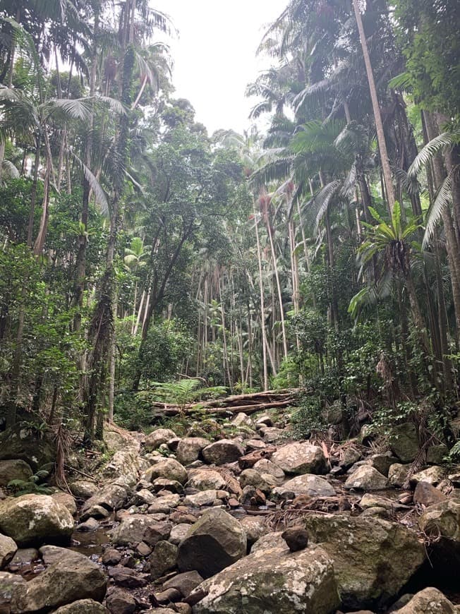 Place Tamborine National Park