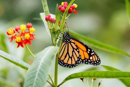 Lugar Papiliorama