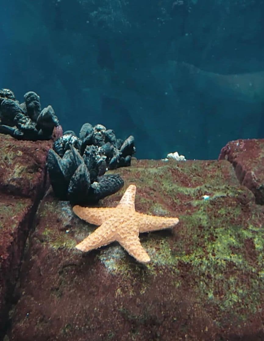 Lugar Oceanário de Lisboa