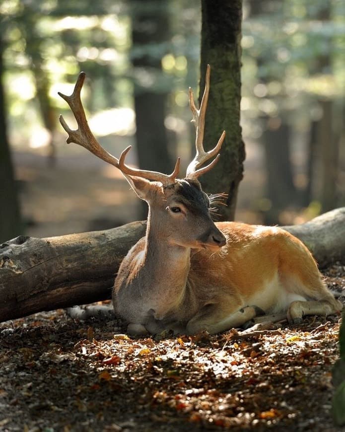 Place Wildpark Bruderhaus