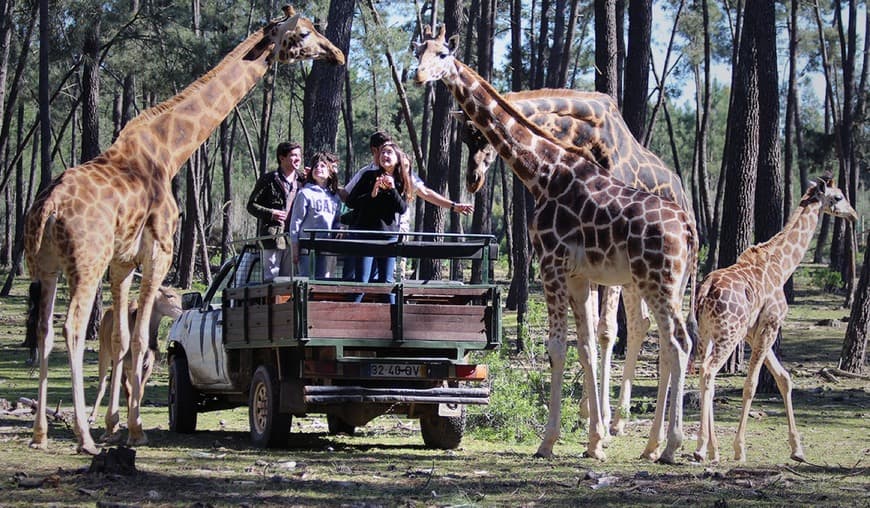 Place Badoca Safari Park