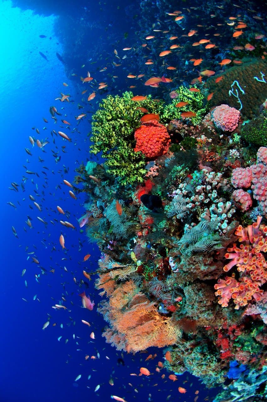 Lugar Alor Divers - Eco Dive Resort - Alor Archipelago - Indonesie