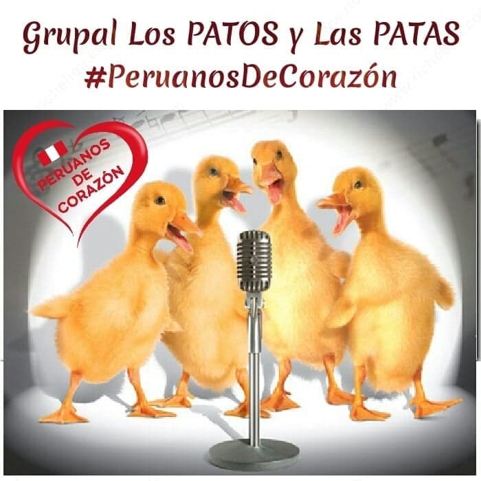 Canción Los Patos y las Patas