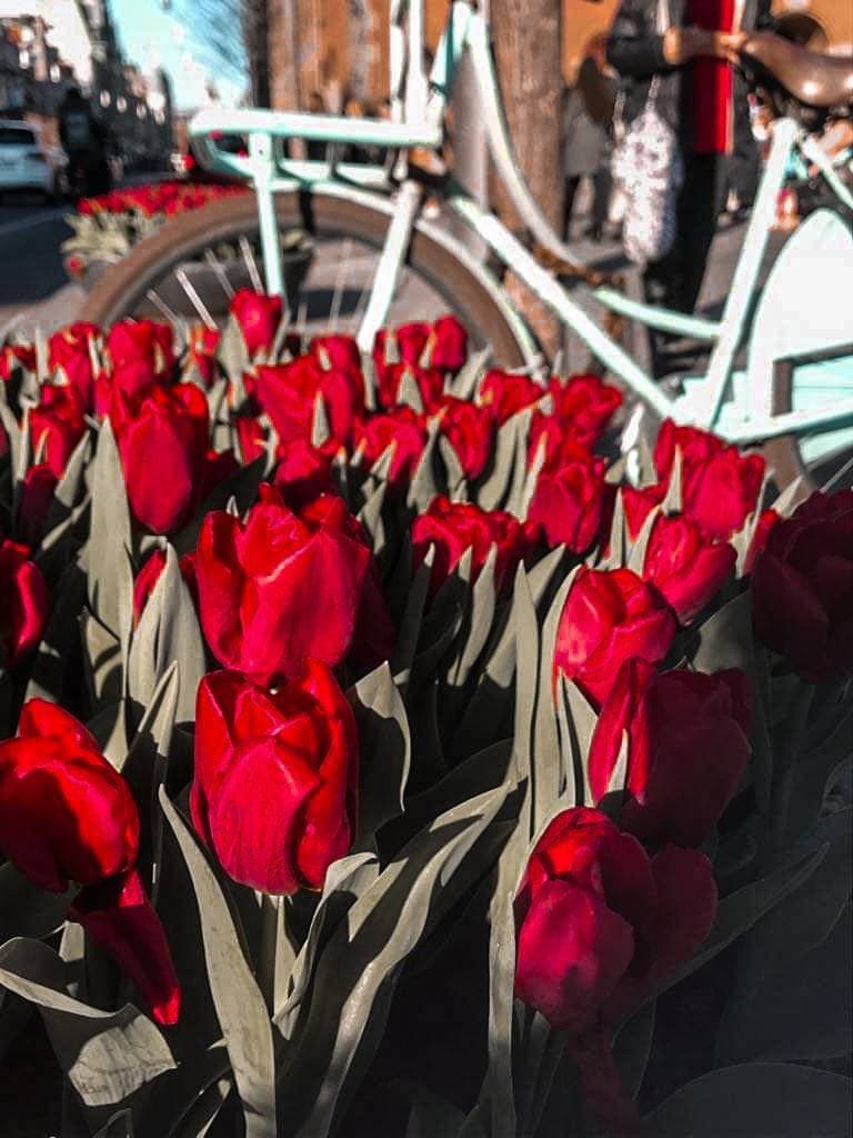 Place Tulipa Amsterdam