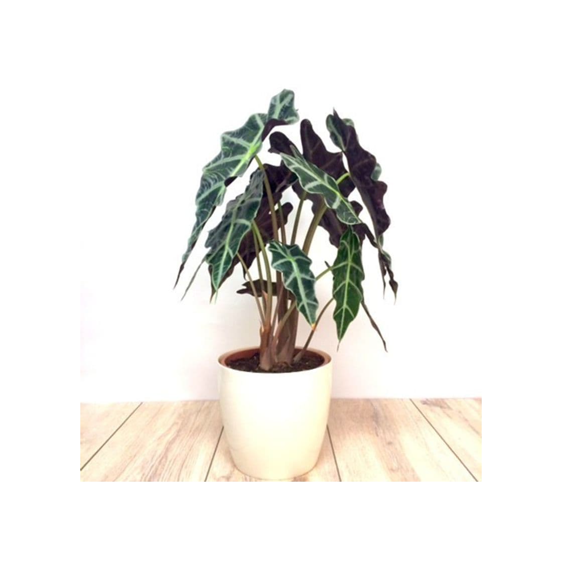 Product Alocasia