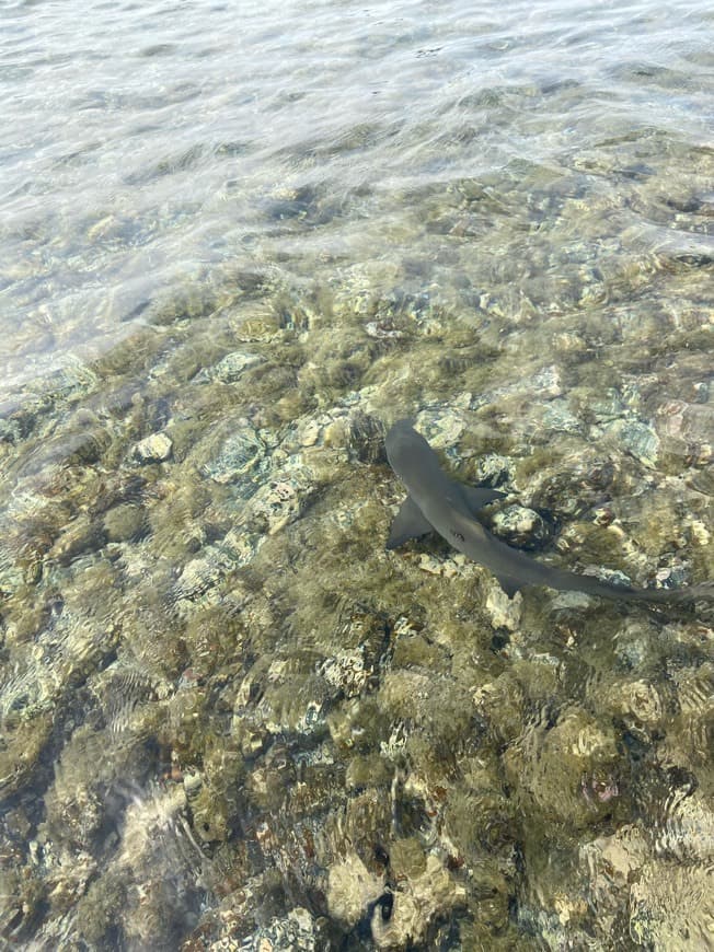 Place Shark Bay