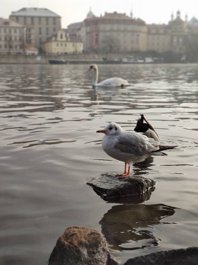 Place Vltava