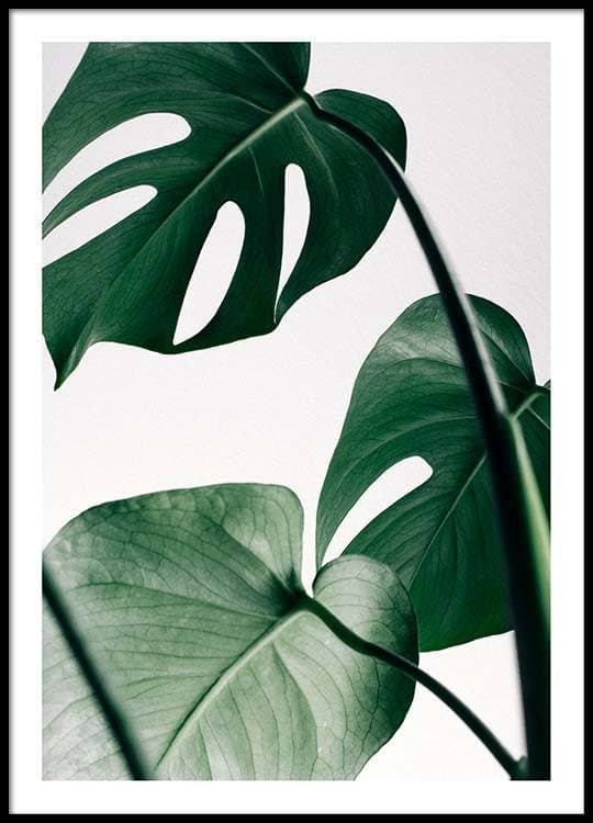 Producto Monstera Three