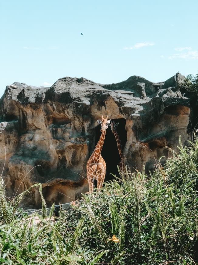 Lugar Taronga Zoo