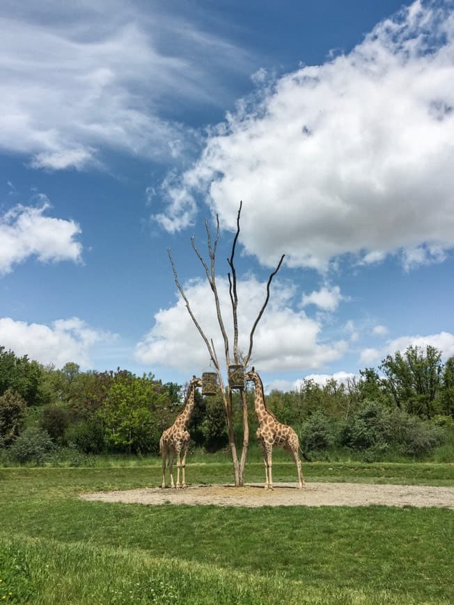 Lugar Zoo African Safari