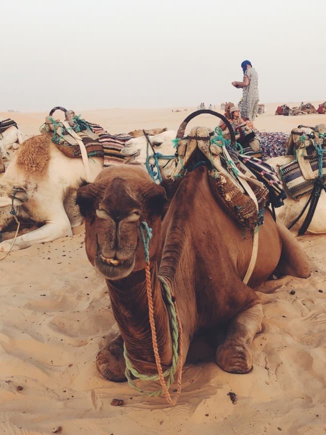 Lugar Sahara Desert Tours