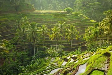 Lugar Tegallalang Rice Terrace