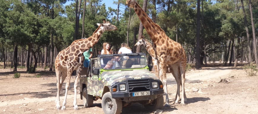 Lugar Badoca Safari Park