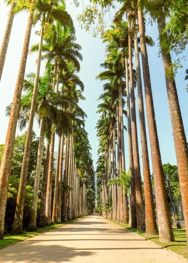 Lugar Jardim Botânico