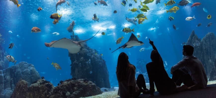 Lugar Oceanario de Lisboa