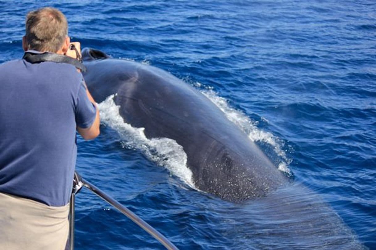 Moda Observação de baleias e golfinhos 🐬🐳