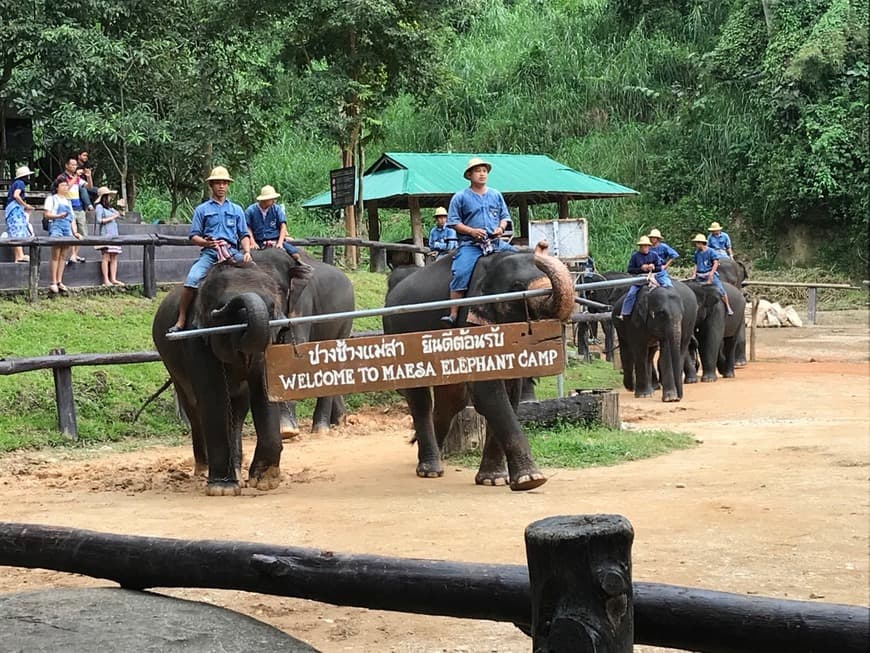 Place Khao Lak Eco Trekkeing - Elephant Camp