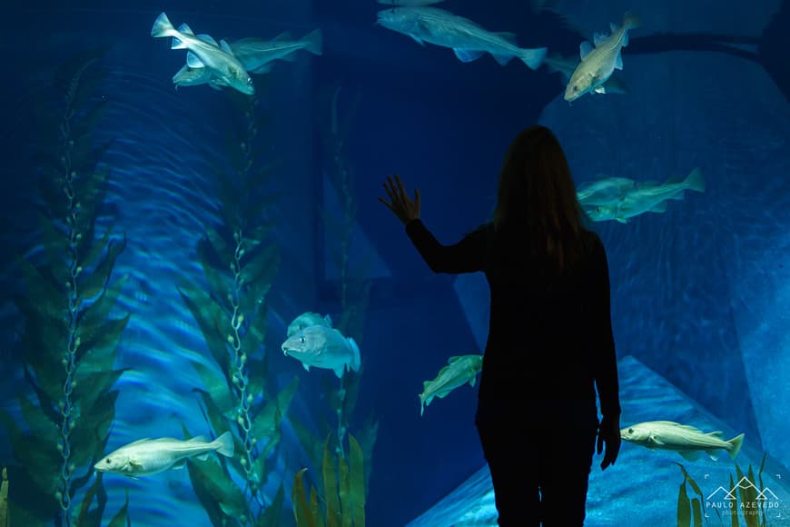 Place Museu Marítimo, Aquário dos Bacaulhas, Ílhavo