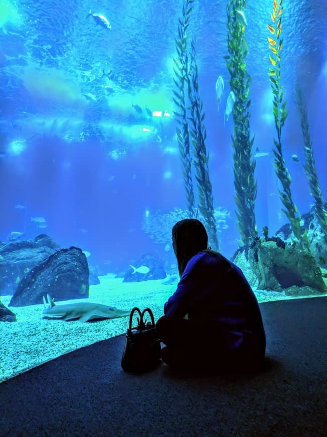 Lugar Oceanario de Lisboa