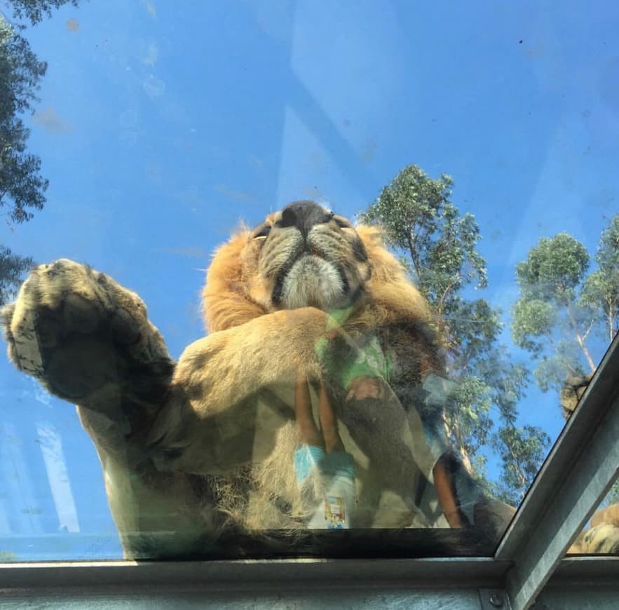 Lugar ZOO Santo Inácio