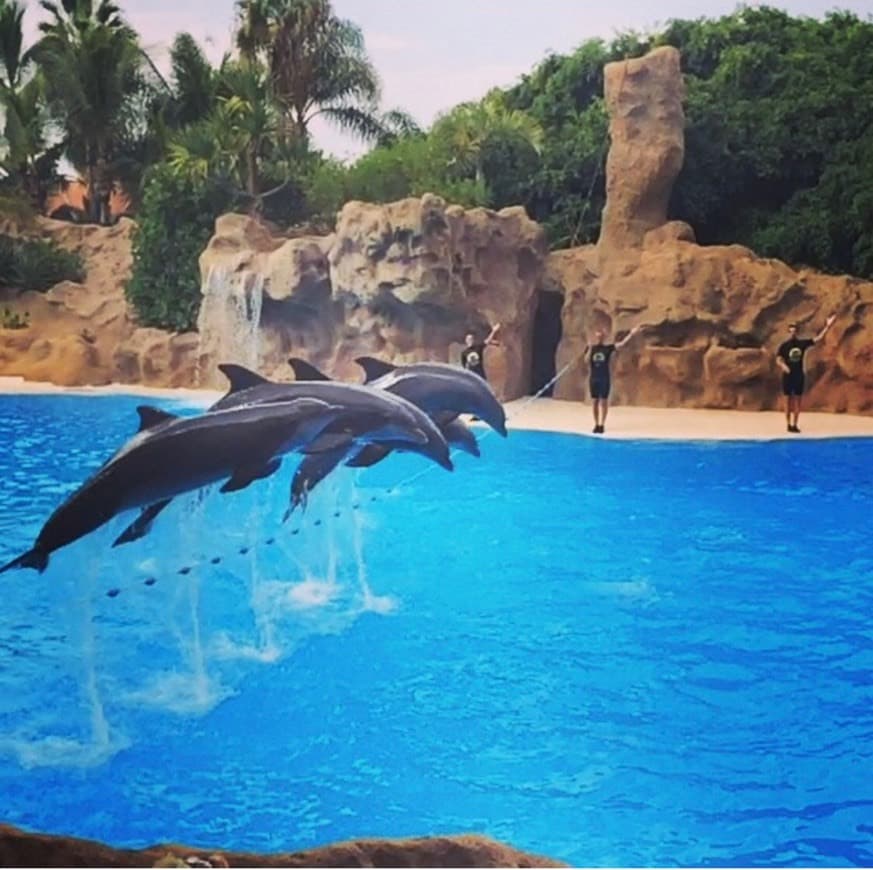 Lugar Loro Parque