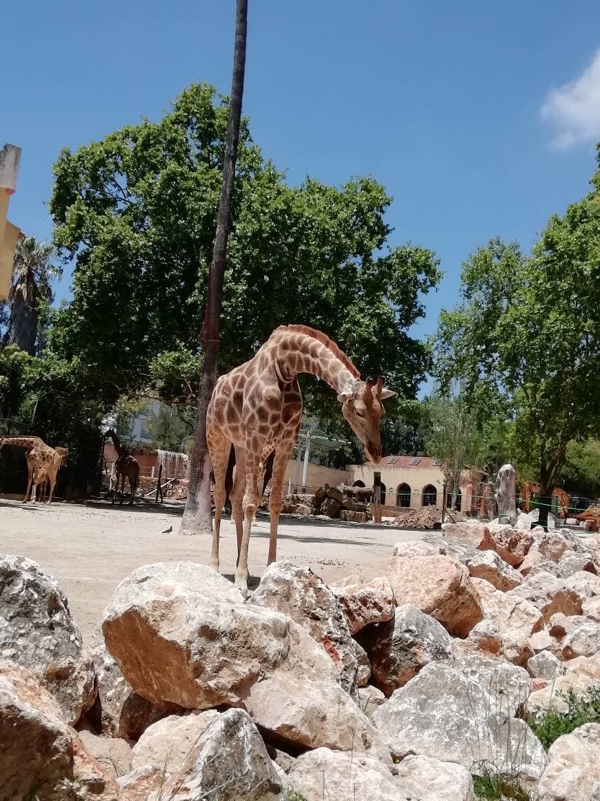 Lugar Jardim Zoológico de Lisboa