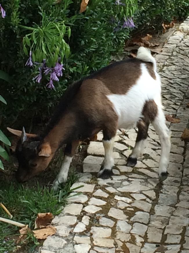 Lugar Jardim Zoológico de Lisboa