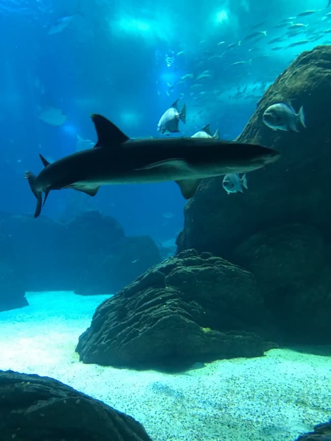 Lugar Oceanario de Lisboa