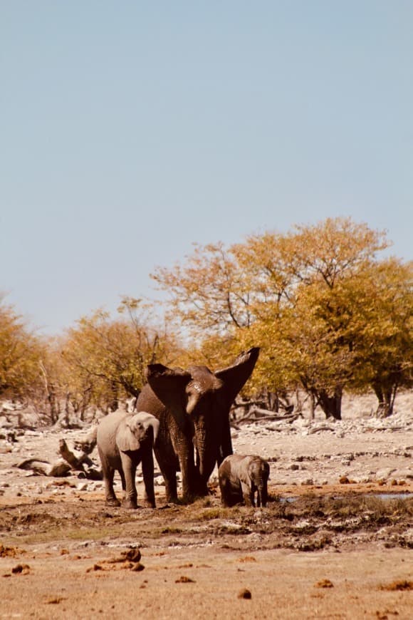 Place Etosha National Park