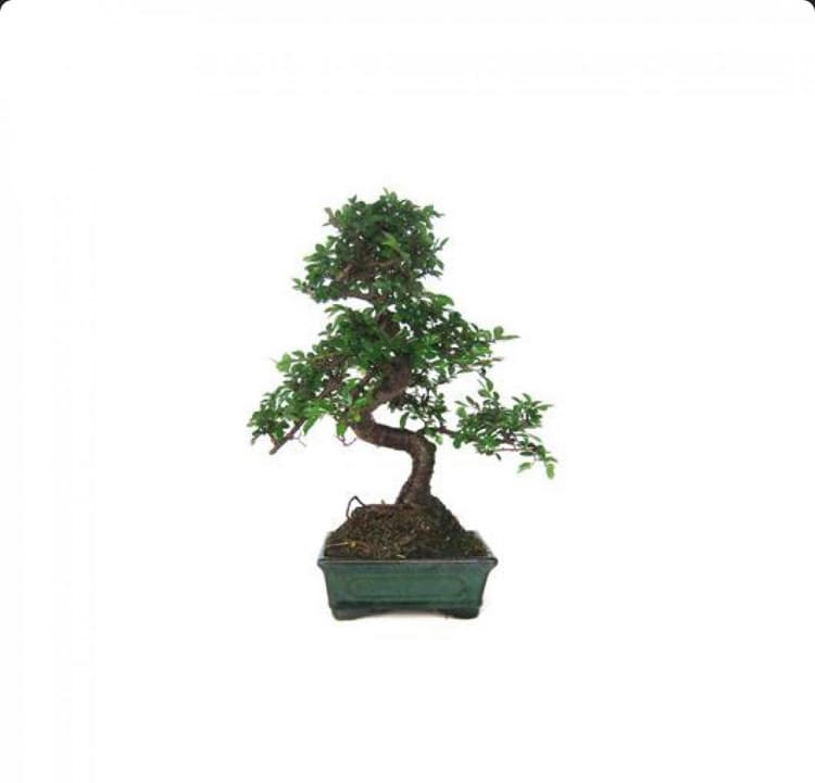 Fashion Bonsai Zelkova parvifolia 6 anos ULMEIRO CHINÊS