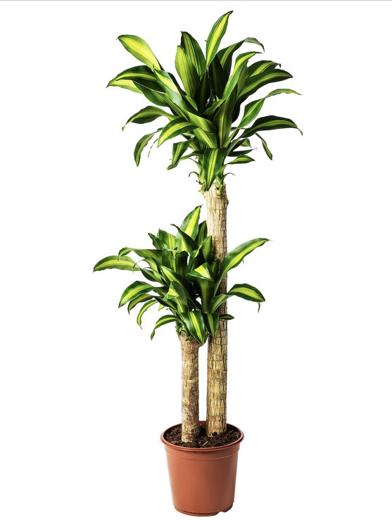 Fashion DRACAENA FRAGRANS "MASSANGEANA" 🌱- IKEA