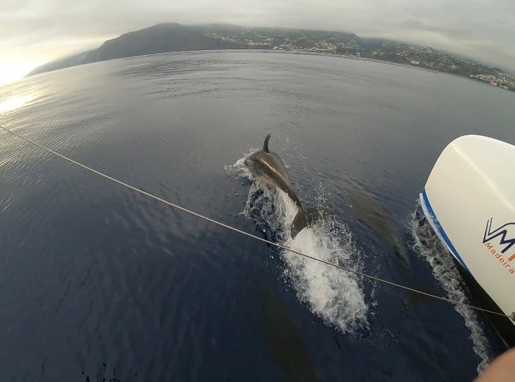 Lugar VMT Madeira - Catamaran Trips