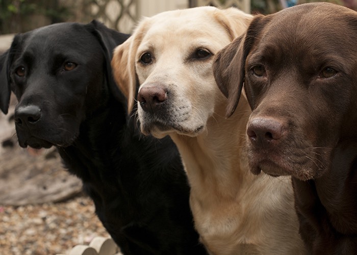 Fashion Labrador