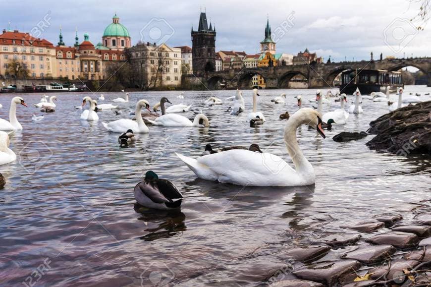 Place Swans of the Vltava River