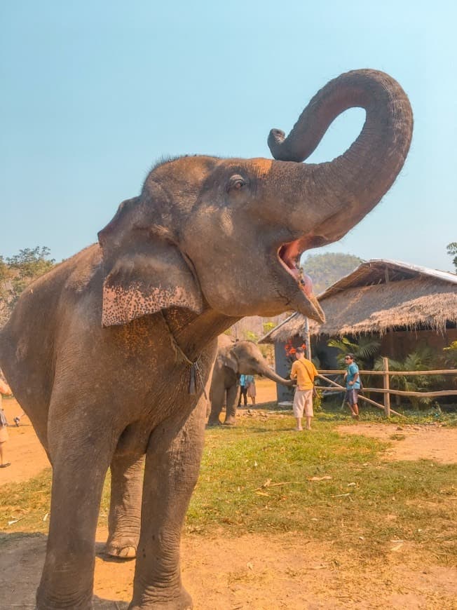 Lugar Maeklang Elephant Conservation Community 美康大象保育中心