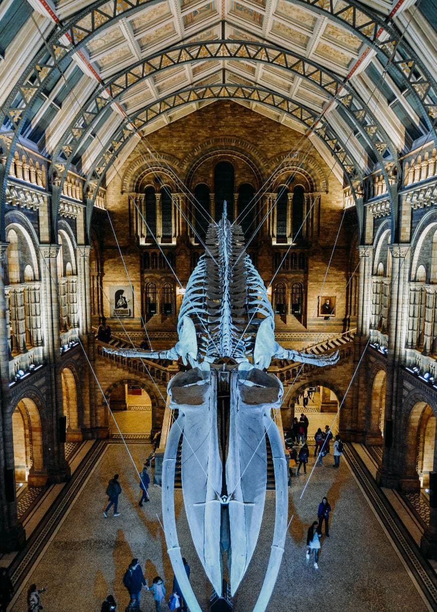 Lugar Natural History Museum